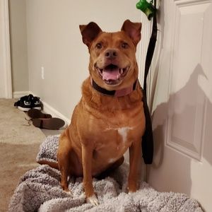 Meet your Posher, Pan